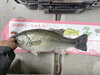 ブラックバス釣果