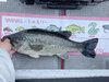 ブラックバス釣果