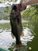 ブラックバス釣果
