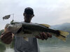ブラックバス釣果