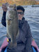ブラックバス釣果